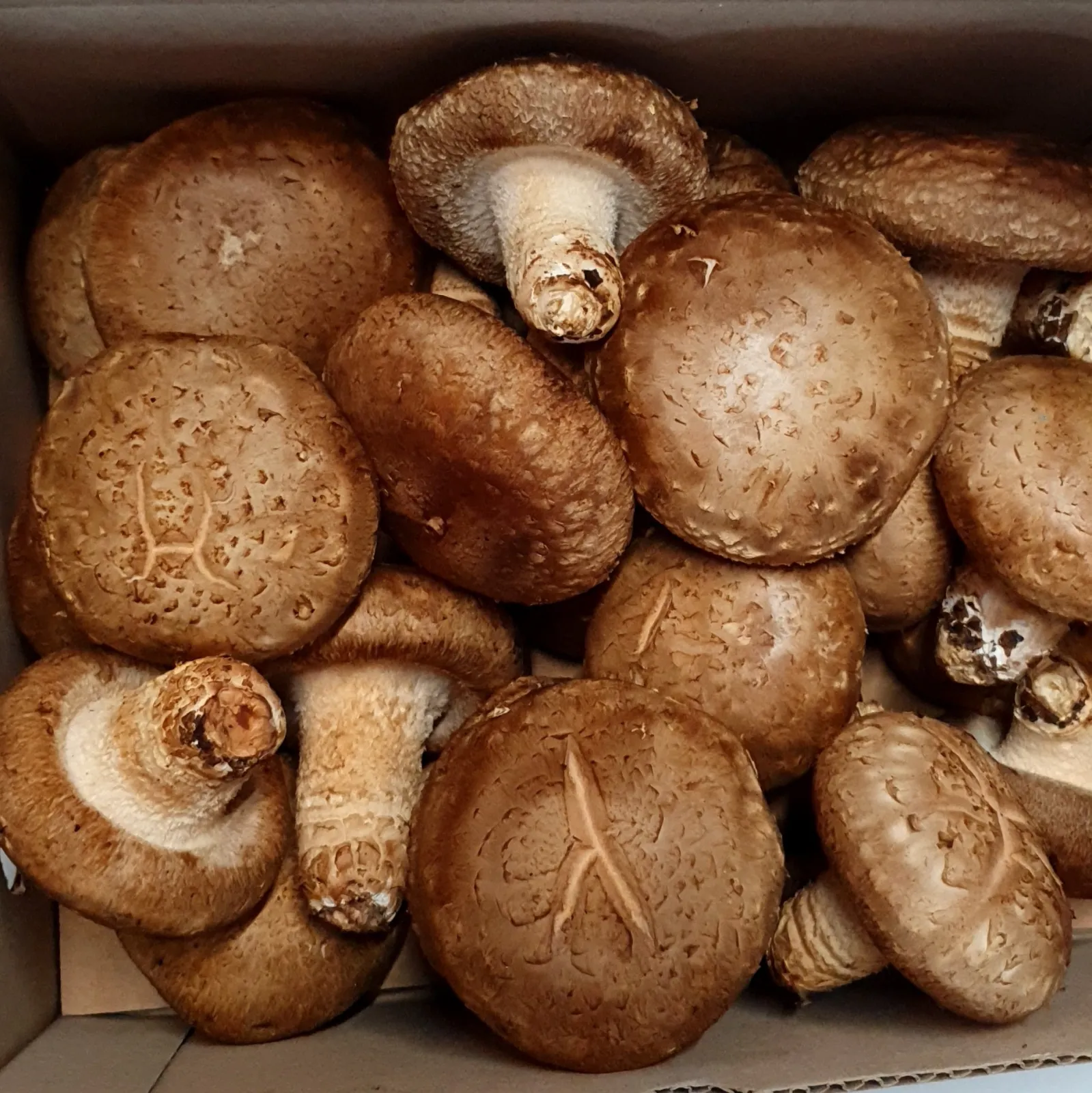 황제송이맛표고버섯 상품 대표 이미지