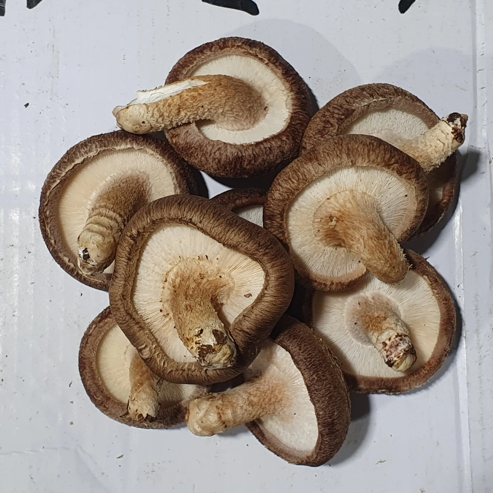 황제송이맛 표고버섯 못난이 이미지