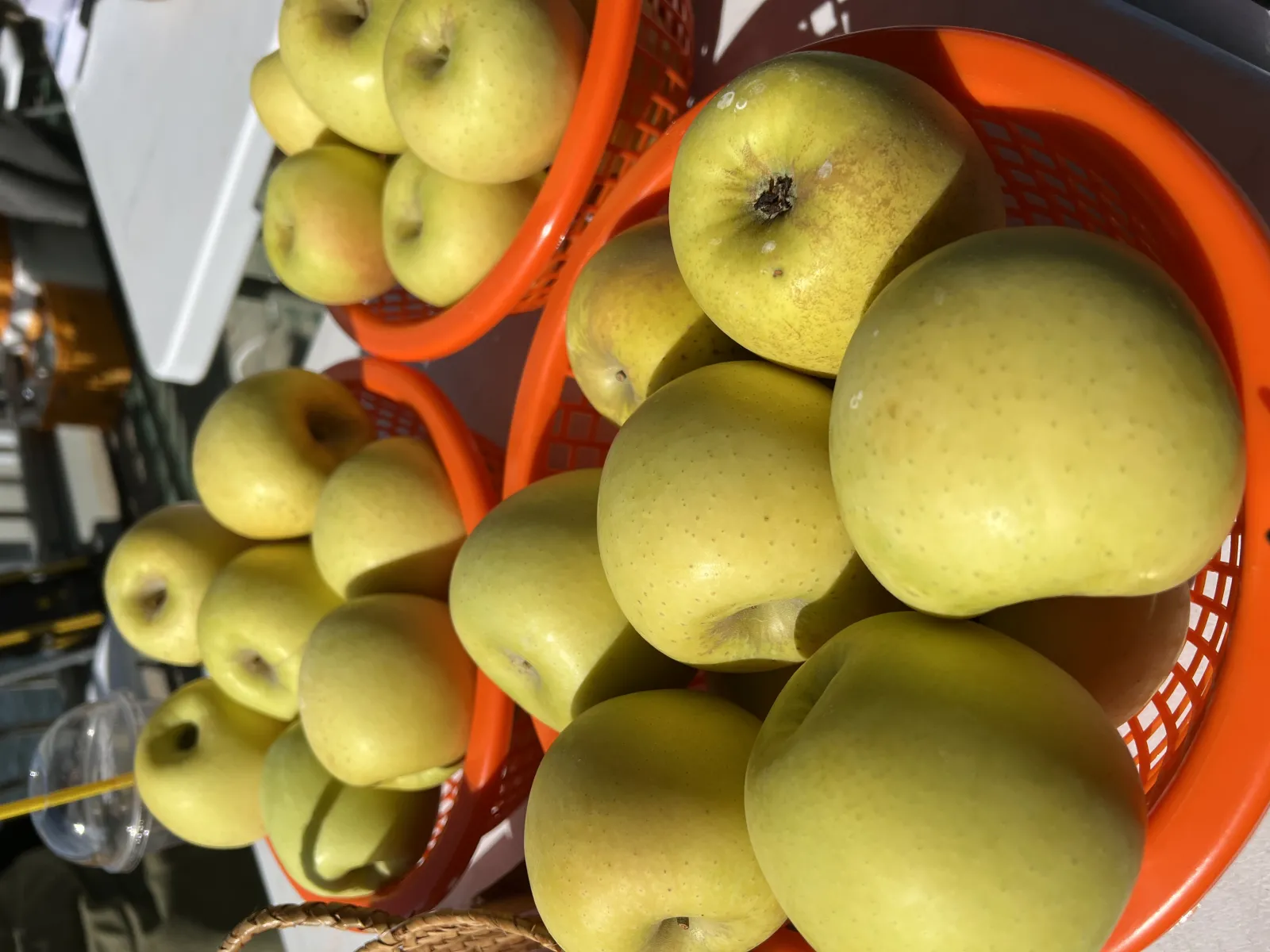 시나노골드 황금사과 이미지