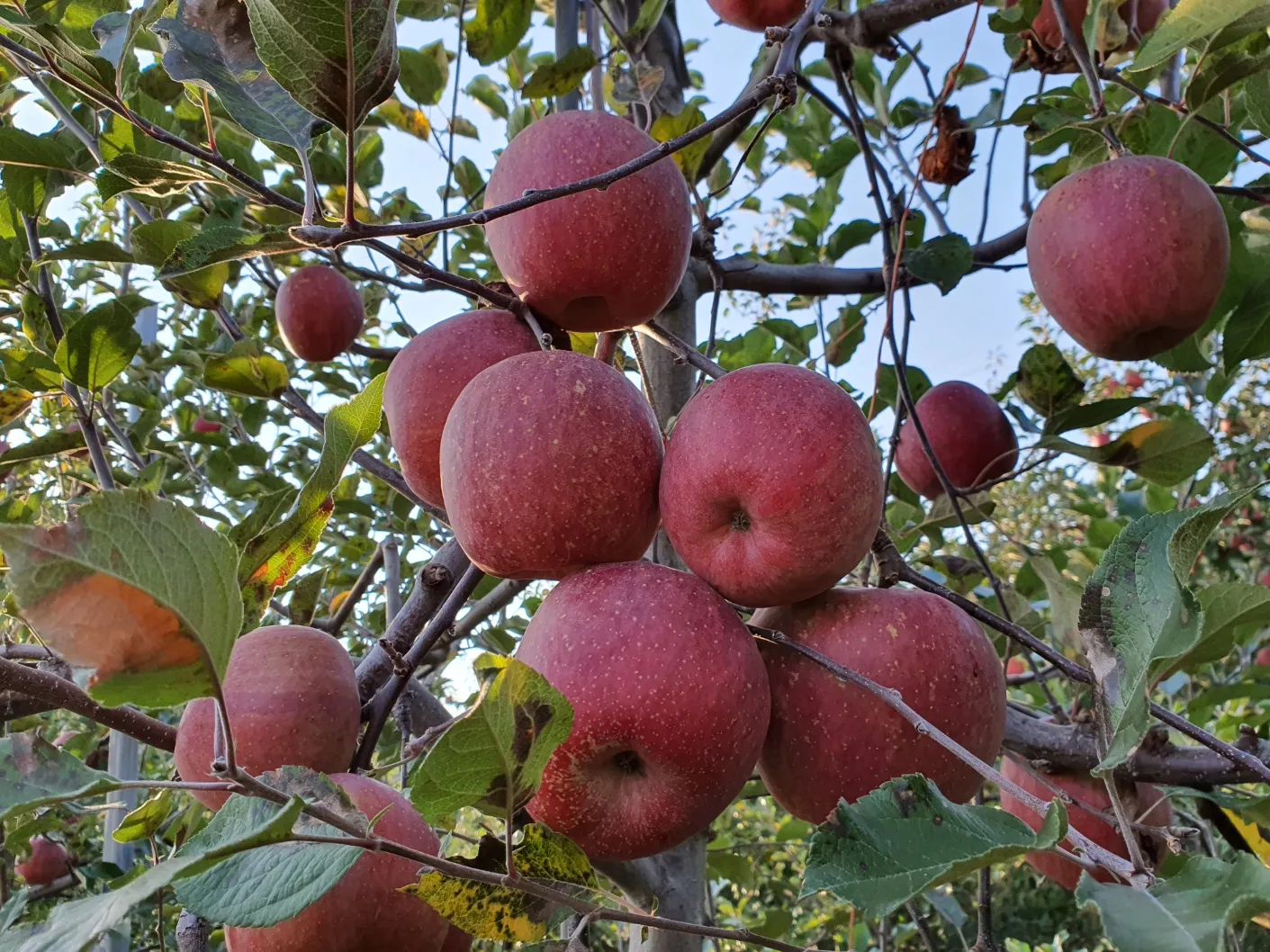 사과(아리수) 이미지