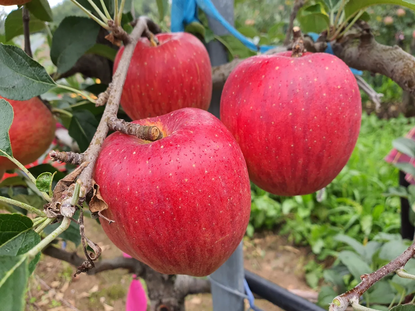 사과(홍로) 이미지