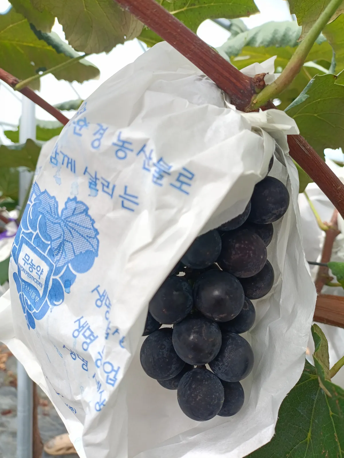 무농약캠벨포도(1봉지 3송이내외) 이미지