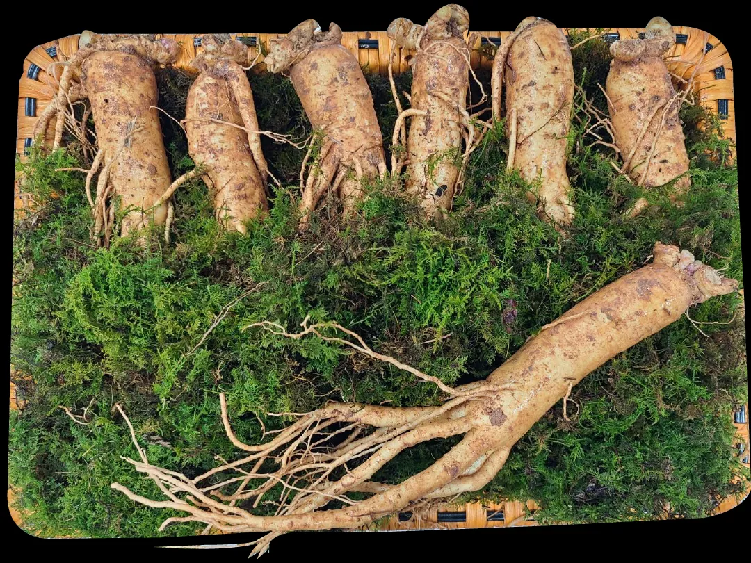 인삼선물세트 이미지